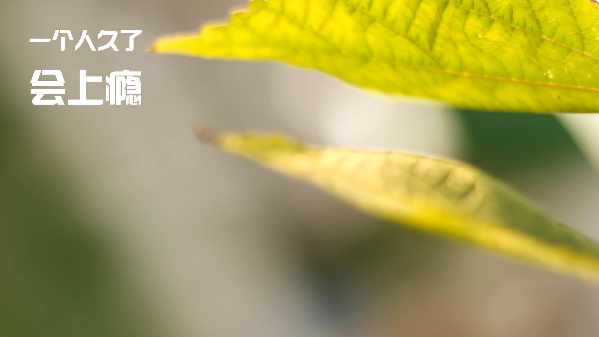 潜力股崭露头角:未来欧洲足球的希望,欧洲足球经济