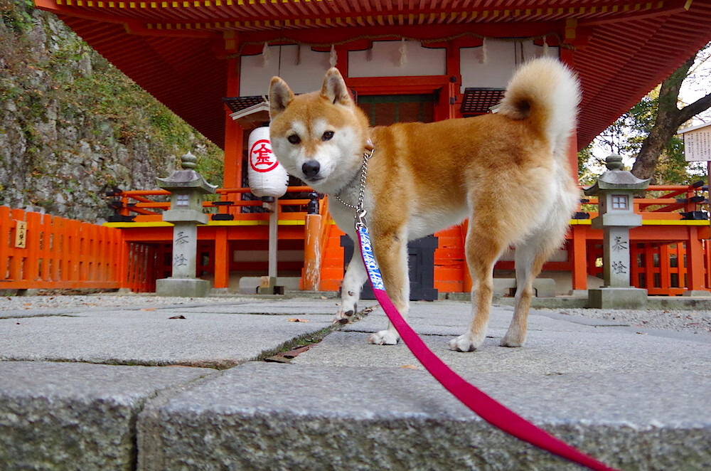 德国队迎战国际乒联混合团体世界杯：赛制影响及战术策略，德国乒乓球赛程